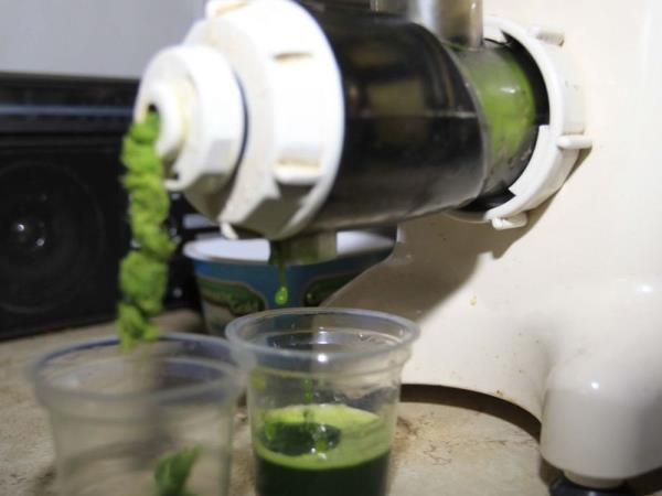 Zgodba o pščenični travi: zmaga narave, poraz farmacije